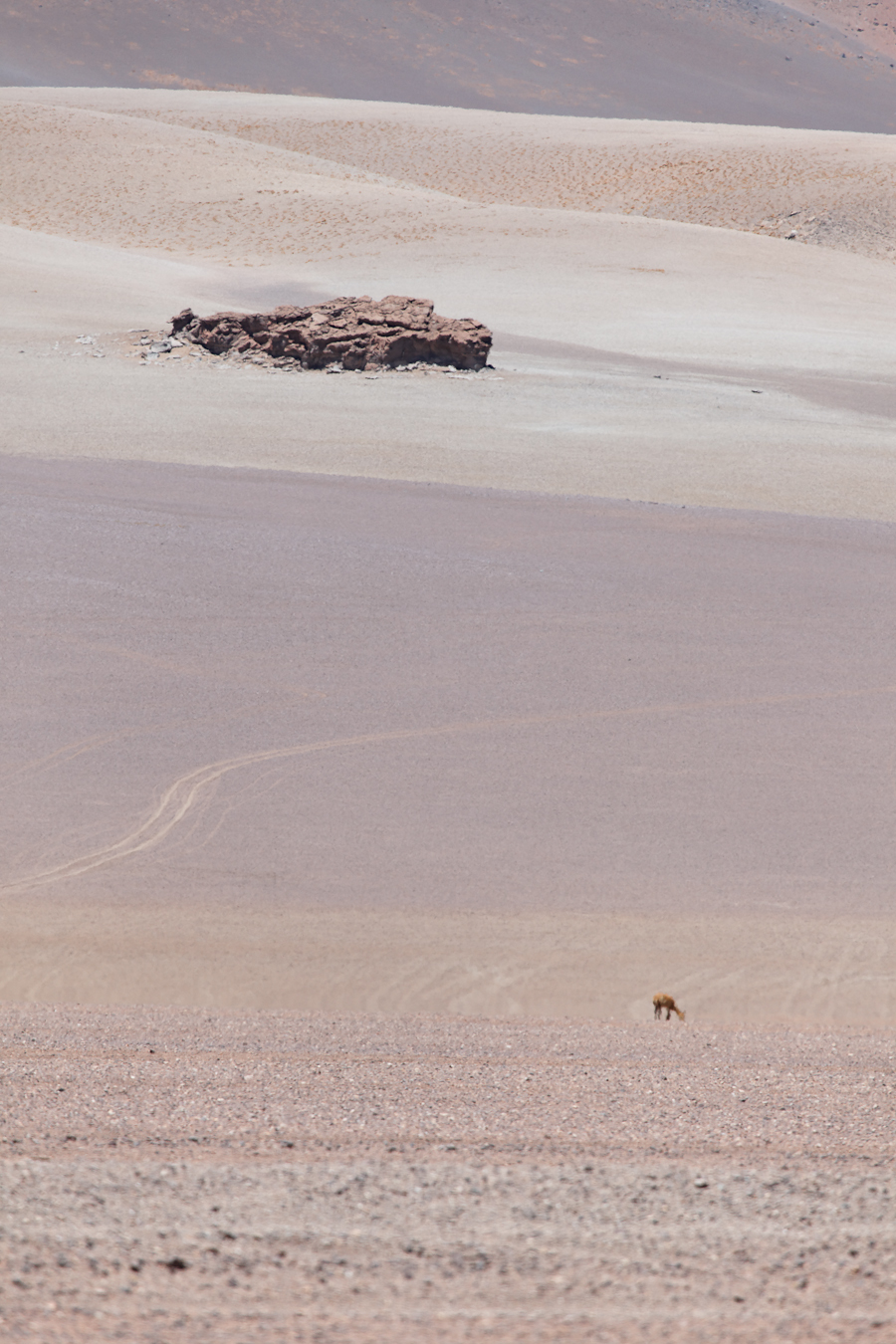 Une vigogne dans le désert de Dali