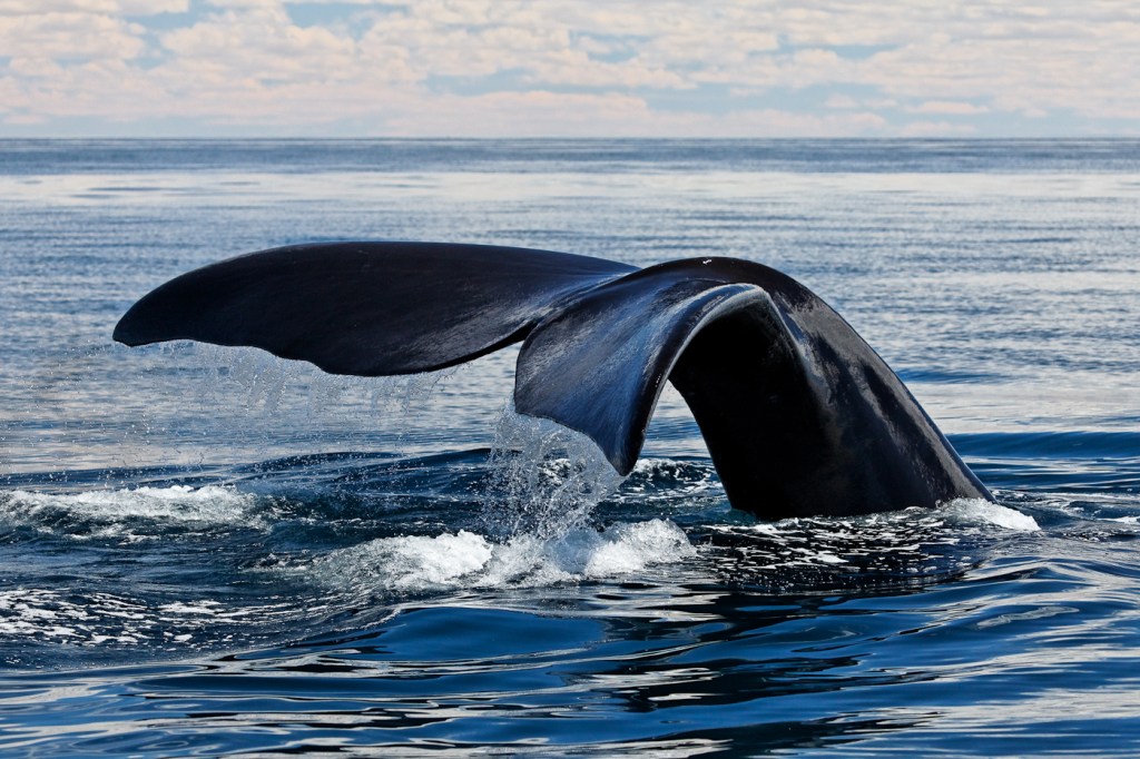 Une baleine pas farouche, un zodiac qui peut aller au plus près et une mer d'huile : tout parfait pour la photo !